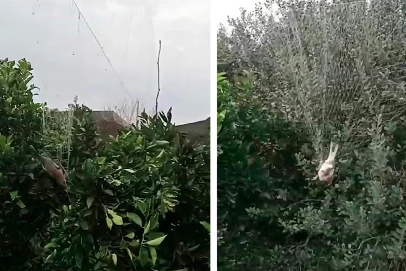 Astarada ağaclara tor qurmaqla qanunsuz ov edən şəxslər aşkarlanıb