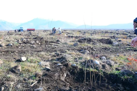 Azərbaycanda yeni fındıq bağları salınır: yüzlərlə yeni iş yeri, bol məhsul gözlənilir