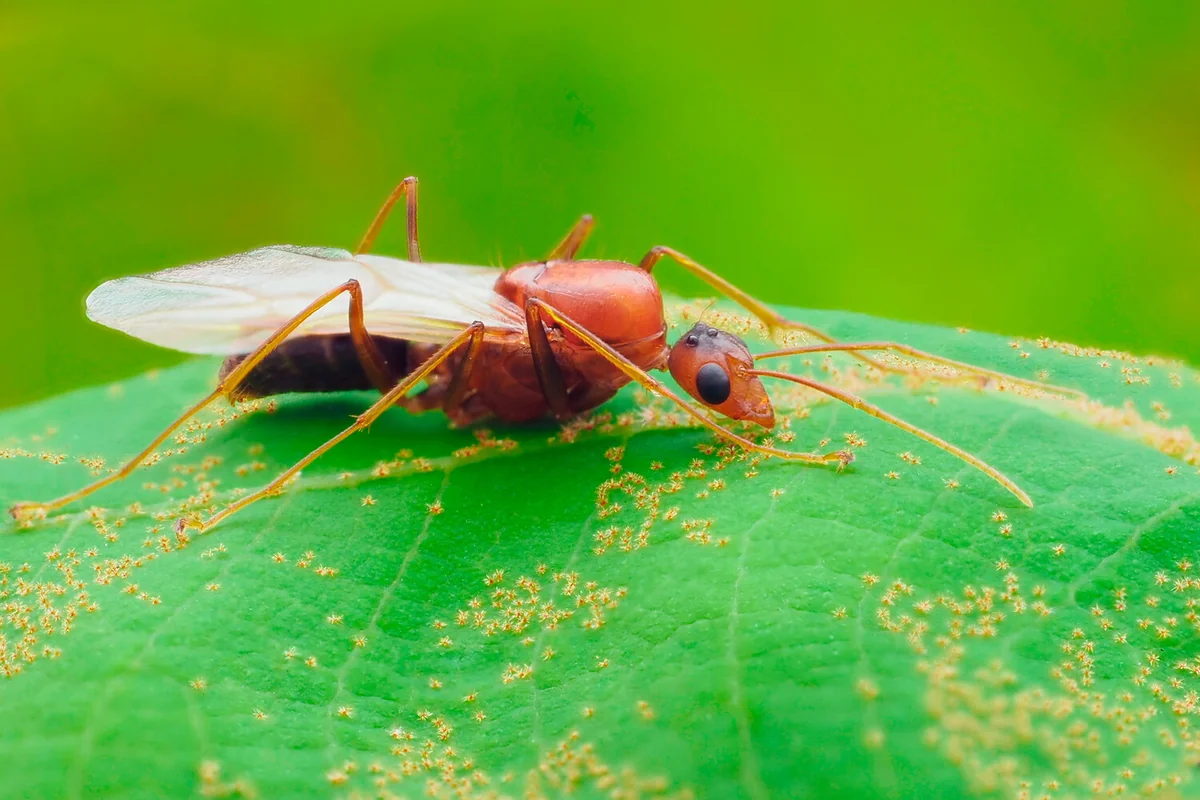 Ant agriculture started 66 million years ago, study suggests