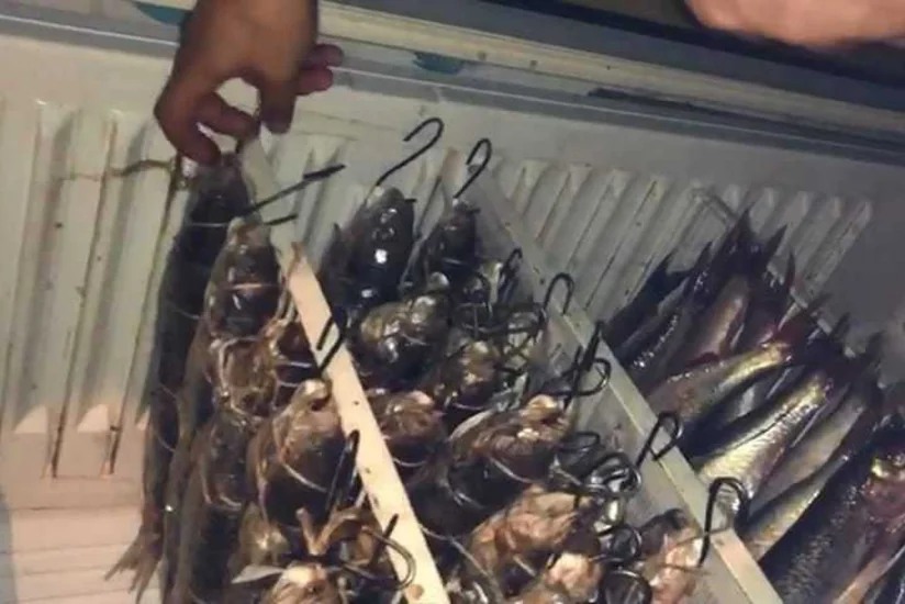 Bakı və İmişlidə hisə verilən balıq və qanunsuz ovlanan quşlar aşkarlanaraq götürülüb