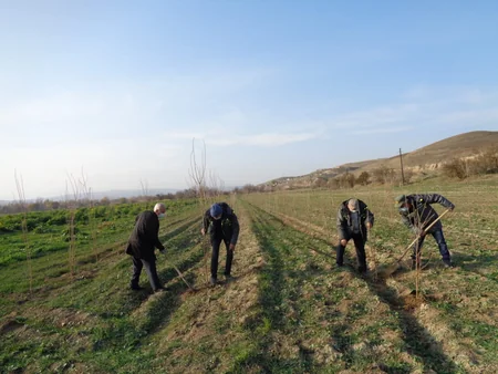 Zəngilanda növbəti ağacəkmə tədbiri keçirilib