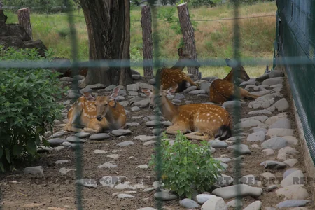 Tbilisi zooparkının sevimli və nəcib sakinləri - Azərbaycanın hədiyyəsi - VİDEOREPORTAJ