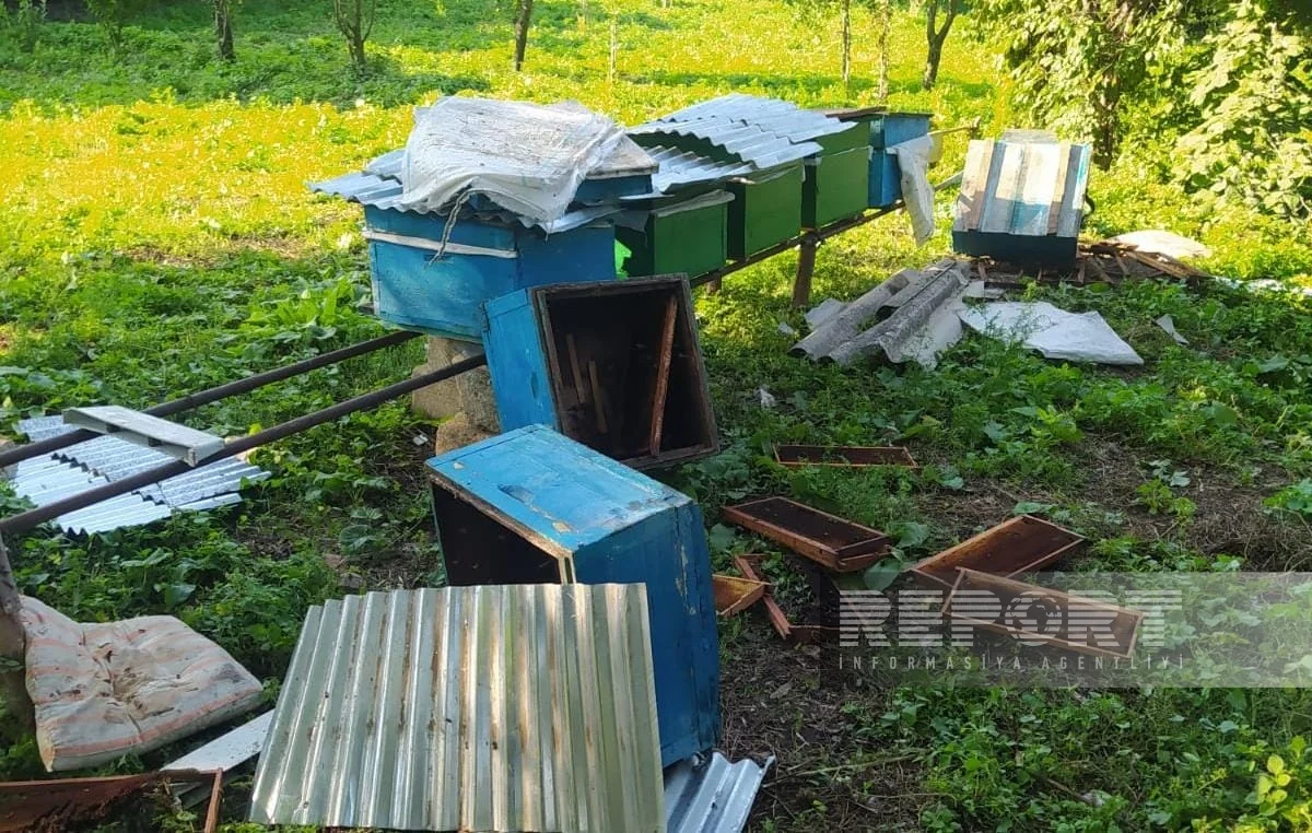 Göygöldə ayılar kəndlərə hücum edib, təsərrüfata zərər vurub