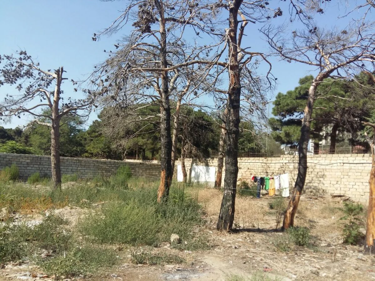 Bakıda qəzalı vəziyyətdə olan ağacların götürülməsinə rəy verilib