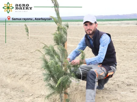 “Agro Dairy” “Hərəyə bir ağac əkək!” aksiyası keçirib