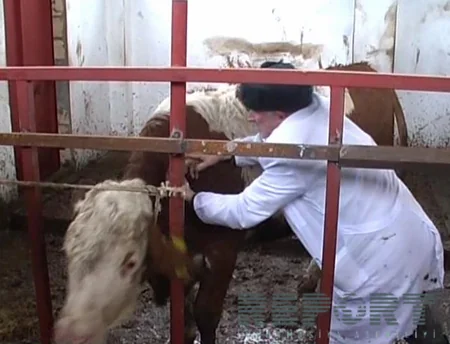 ​İmişlidə dabaq xəstəliyinə qarşı profilaktik tədbirlərə başlanılıb