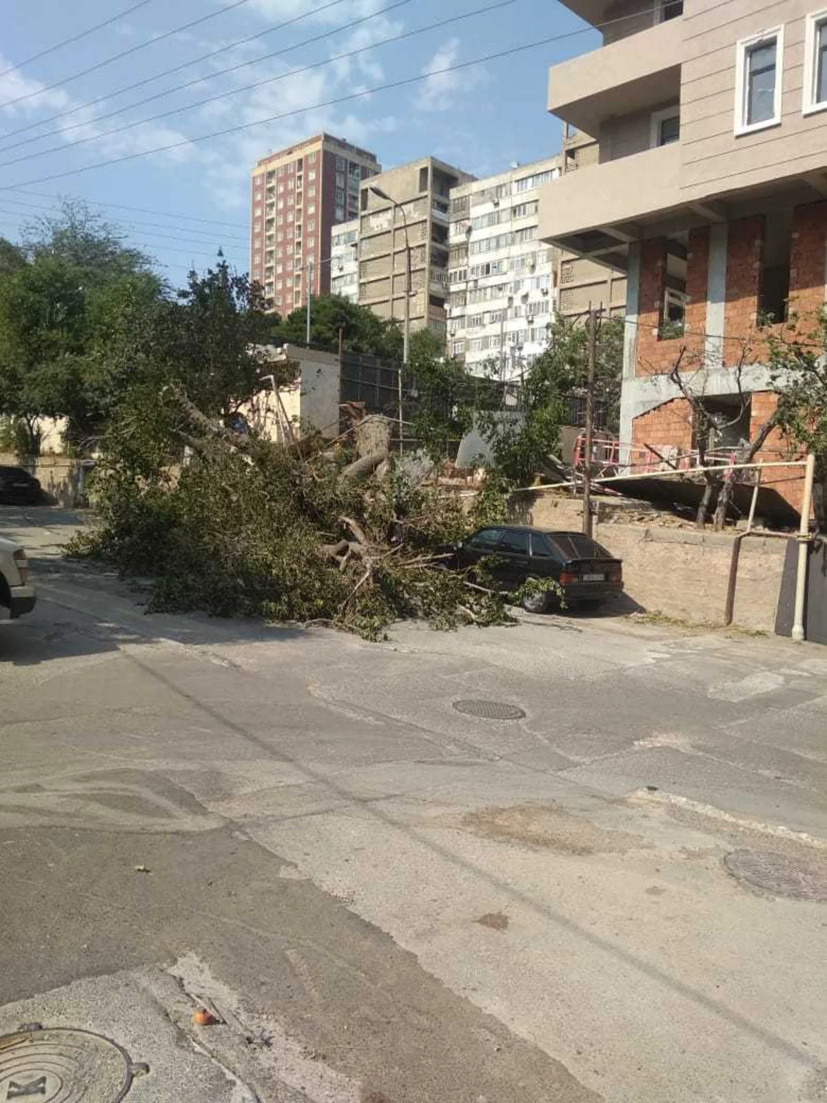 Bakının mərkəzi küçəsində ağac qaz xəttinin üstünə aşıb
