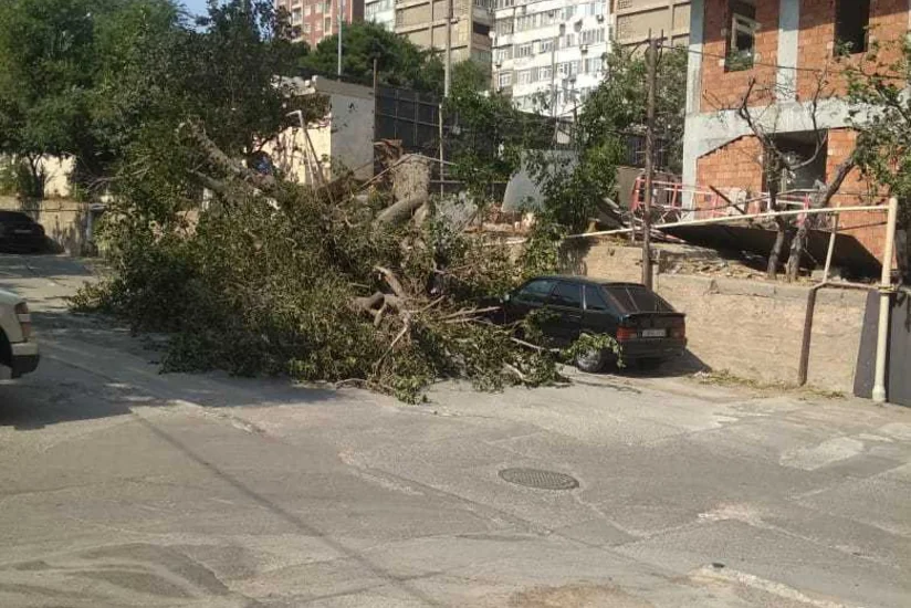 Bakının mərkəzi küçəsində ağac qaz xəttinin üstünə aşıb