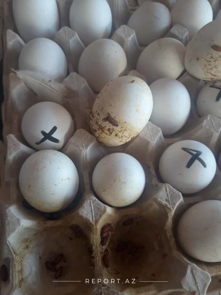 Yumurta Kamil saxlanıldı