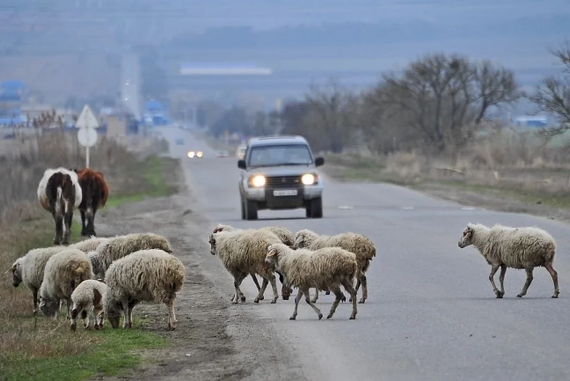 Şəkidə mal-qara otaran kişini maşın vurub