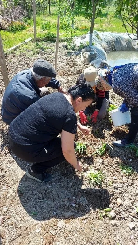 Karrar Dayaq məntəqəsində nadir bitkilərin canlı kolleksiyası yaradılır