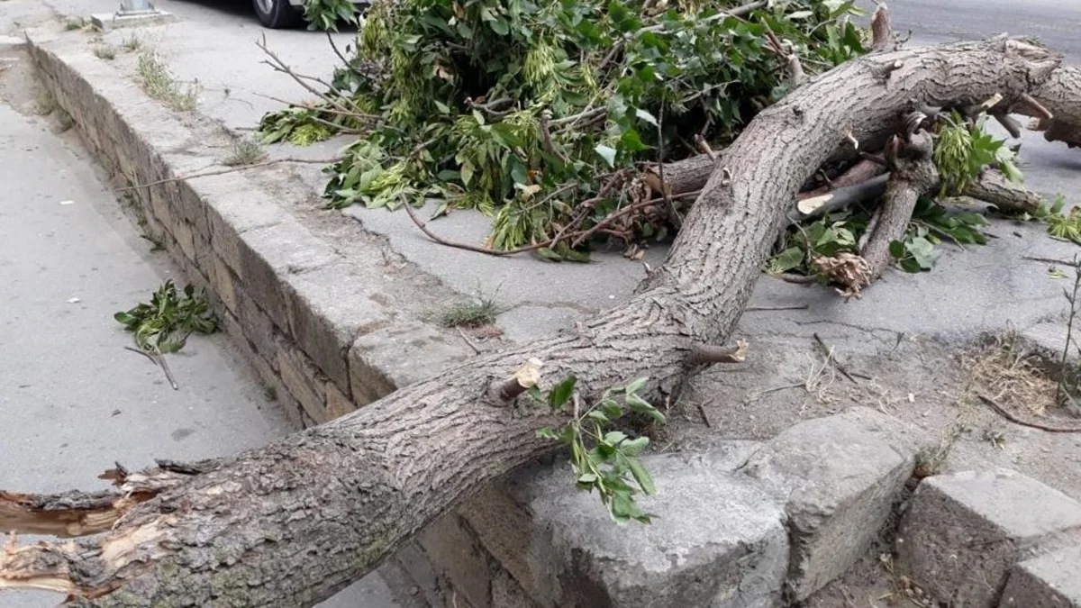 Bakıda güclü külək ağacı qadının üzərinə aşırıb