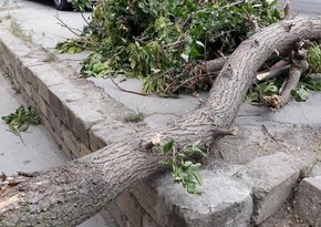 Bakıda güclü külək ağacı qadının üzərinə aşırıb