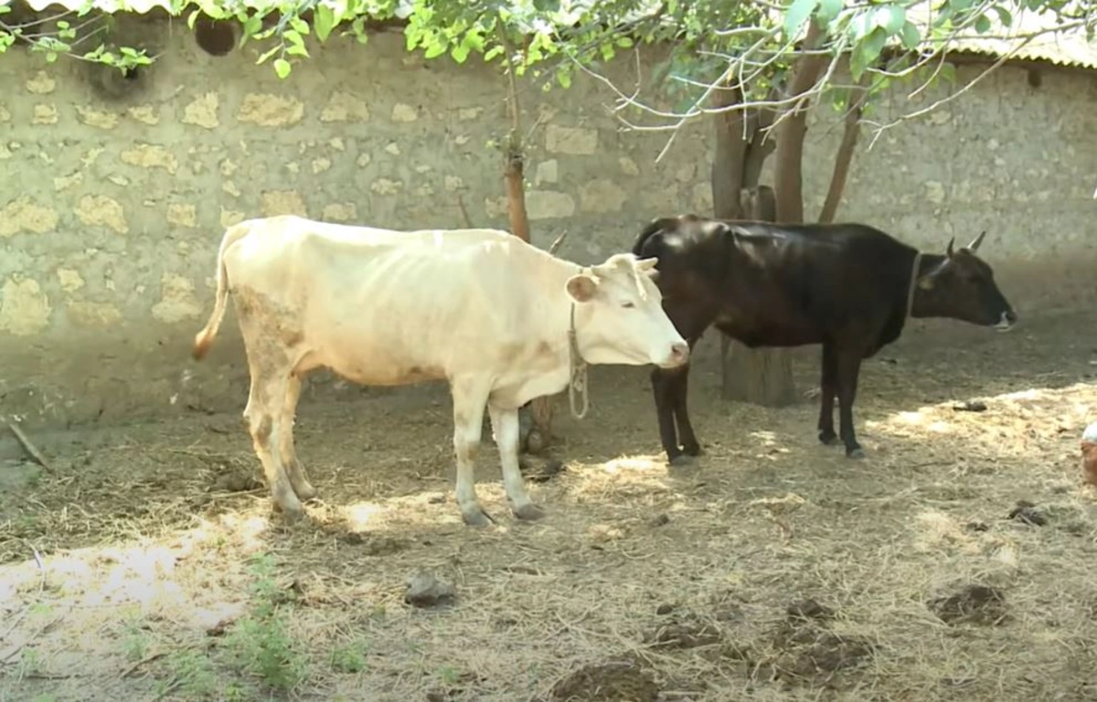 Azərbaycanda mal-qara arasında ölümcül xəstəlik yayılıb - VİDEO