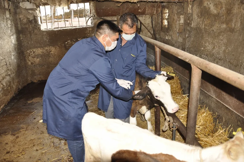 Azərbaycanda heyvan xəstəliklərinə qarşı tədbirlər EKTİS-ə daxil ediləcək