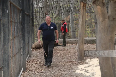 Altıağacda qonur ayılar peyvəndlənib