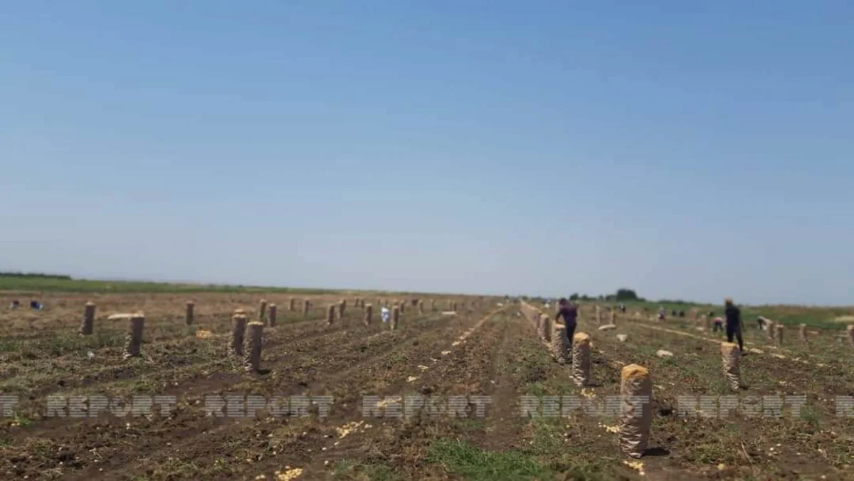 Cəlilabadda kartof kəskin ucuzlaşıb, məhsul əkin sahələrində çürüyür