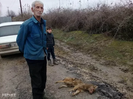 Hacıqabulda yırtıcı heyvan yerli sakinə hücum edərək ona xəsarət yetirib - FOTO