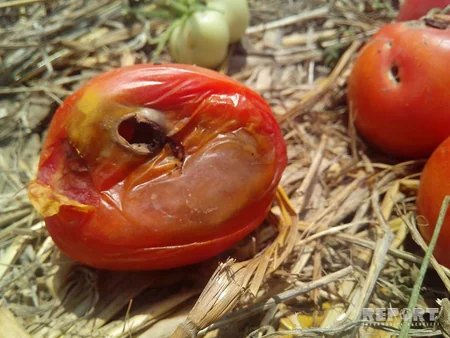 Masallıdakı tərəvəz sahələrində xəstəlik yayılıb