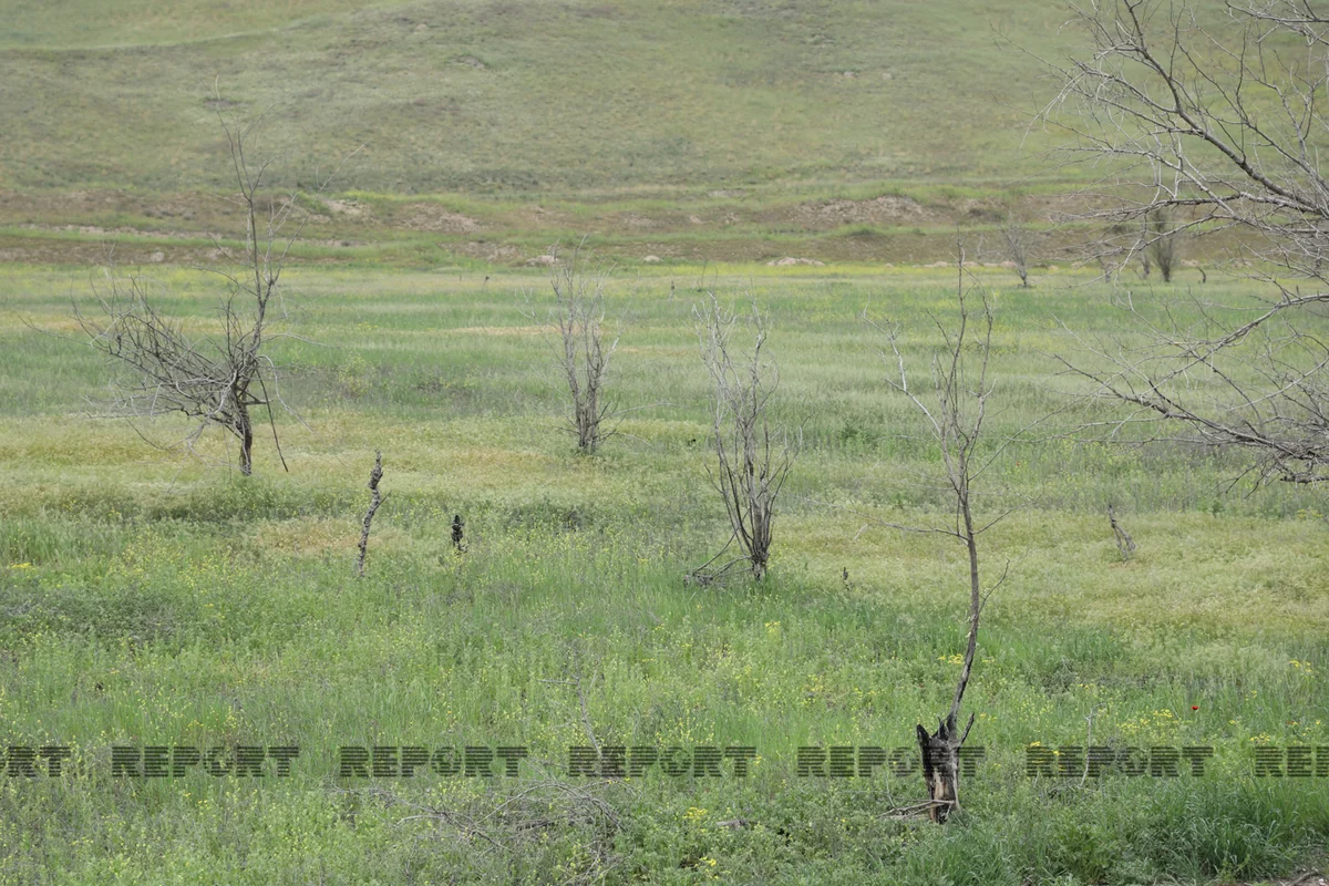 Ermənilər 12 hektarlıq tut bağını da minalayıb - VİDEOREPORTAJ