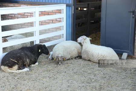 130 kq çəki, günə 6 litrə qədər süd - Laçındakı müasir keçi fermasından - REPORTAJ