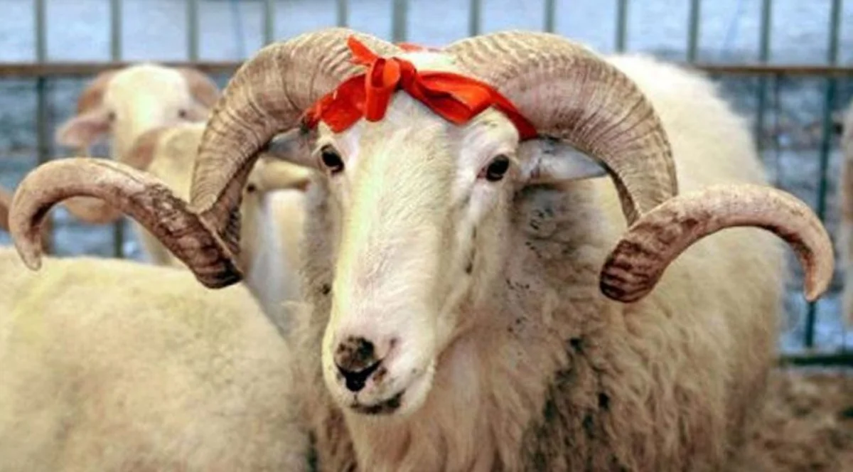 Qurban bayramı ilə bağlı üç dövlət qurumu gücləndirilmiş iş rejimində fəaliyyət göstərəcək