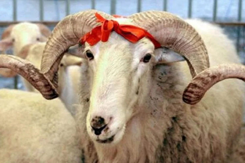 Qurban bayramı ilə bağlı üç dövlət qurumu gücləndirilmiş iş rejimində fəaliyyət göstərəcək