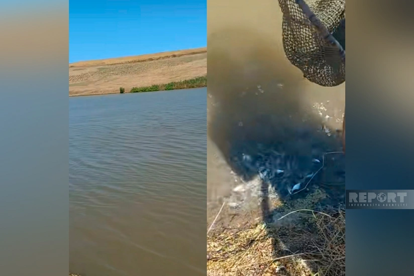 Cəlilabadda 13 minə yaxın körpə balıq suya buraxılıb 