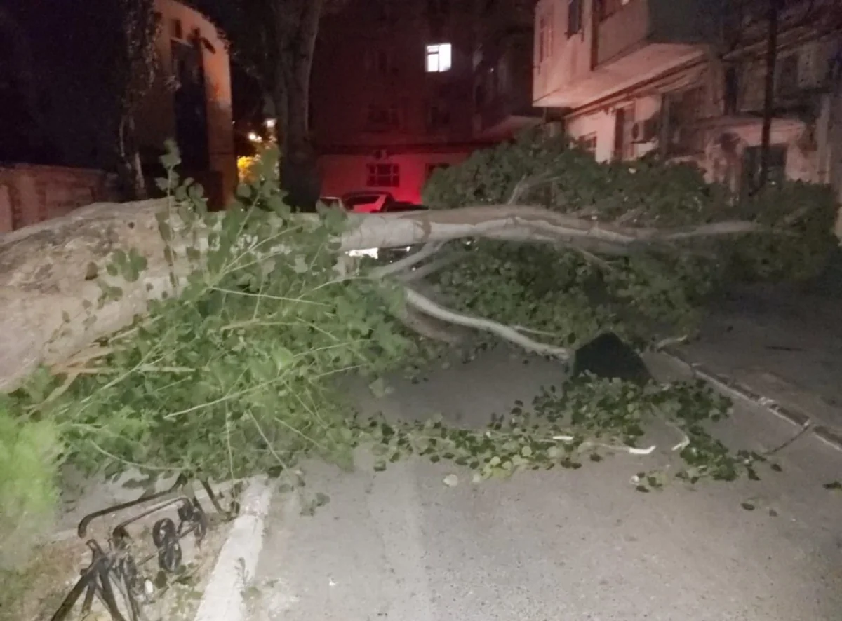 Bakıda güclü külək ağacı avtomobillərin üstünə aşırıb - FOTO - VİDEO - YENİLƏNİB