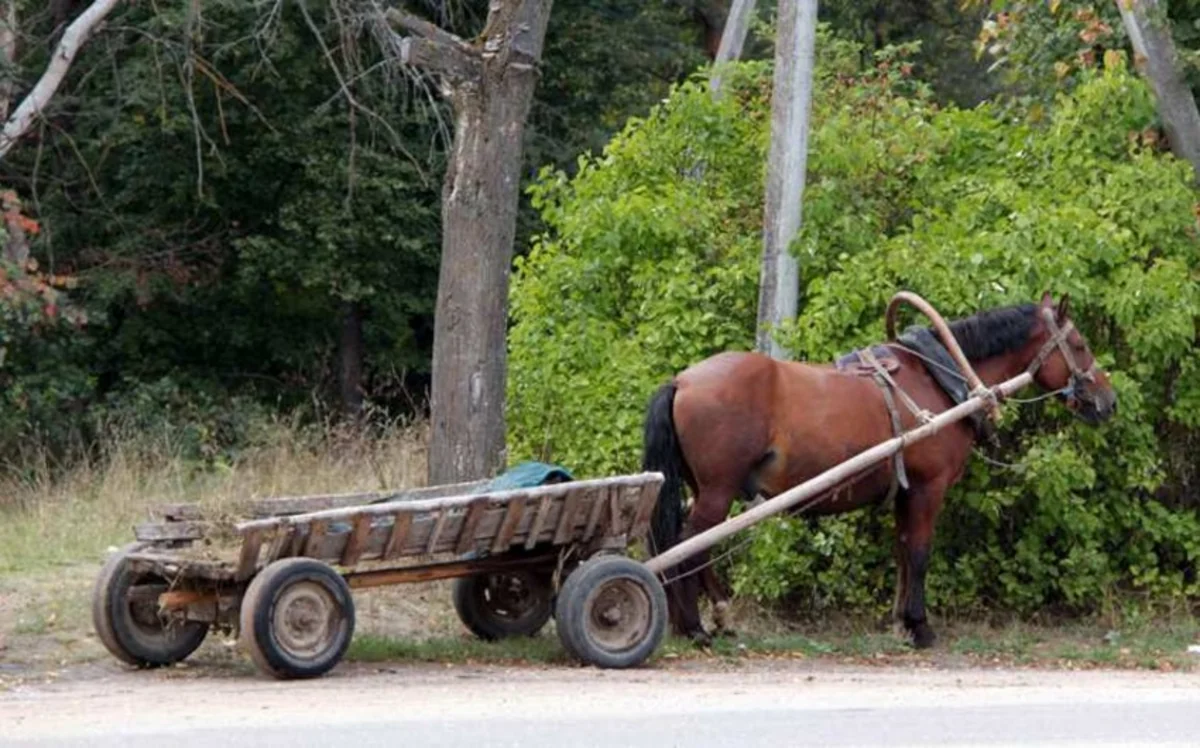 Xudatda minik avtomobili at arabasını vurdu, xəsarət alanlar var