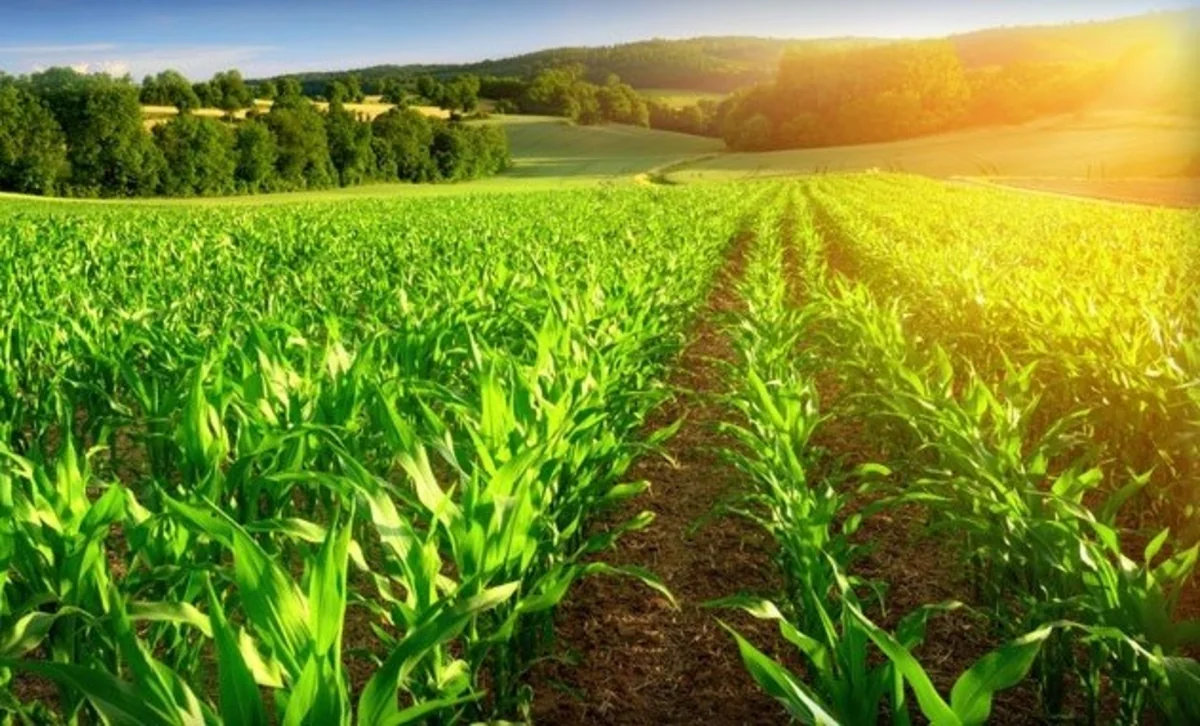 Azərbaycanda aqrar sığorta məhsullarının satışı üçün ayrıca idarəedici şirkət yaradılacaq