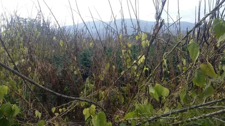 Gədəbəy sakinindən 2,5 tona yaxın narkotik bitki aşkarlanıb