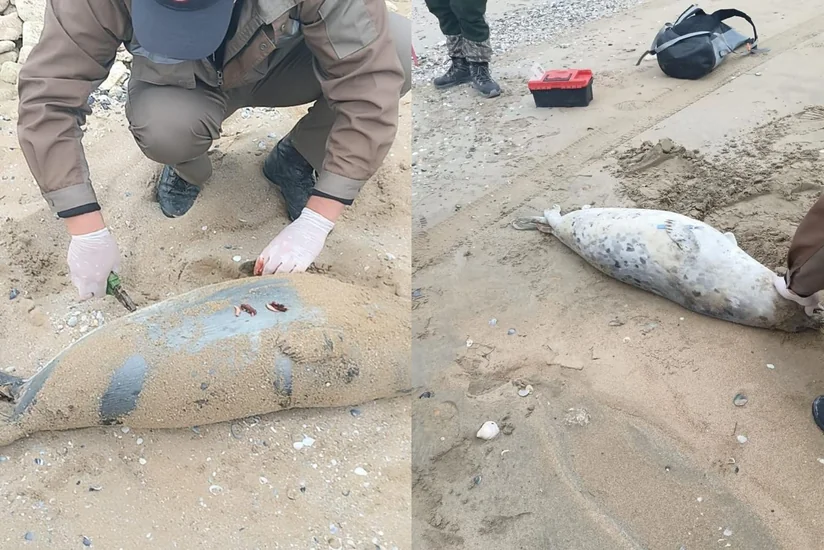 Qazaxıstanın Xəzər sahillərində 80-dən çox ölmüş suiti tapılıb