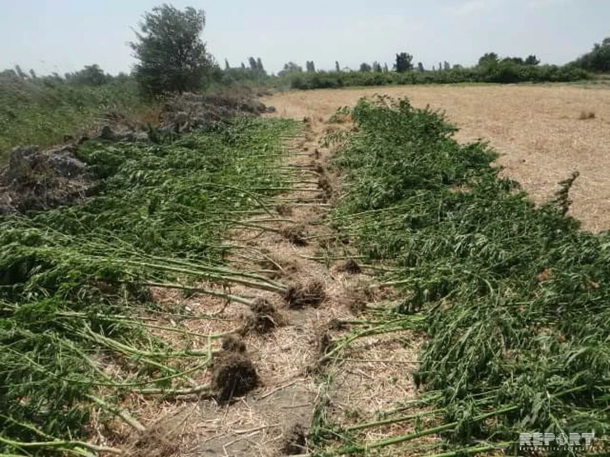 Yevlaxda 1 tondan çox narkotik kollarının yetişdirildiyi plantasiya aşkar edilib - FOTO