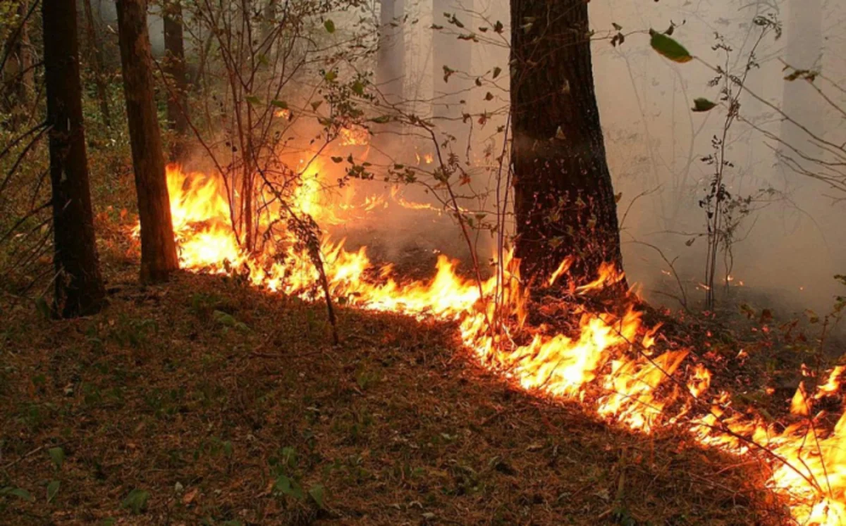 İlisu Dövlət Təbiət Qoruğunda baş vermiş yanğın söndürülüb