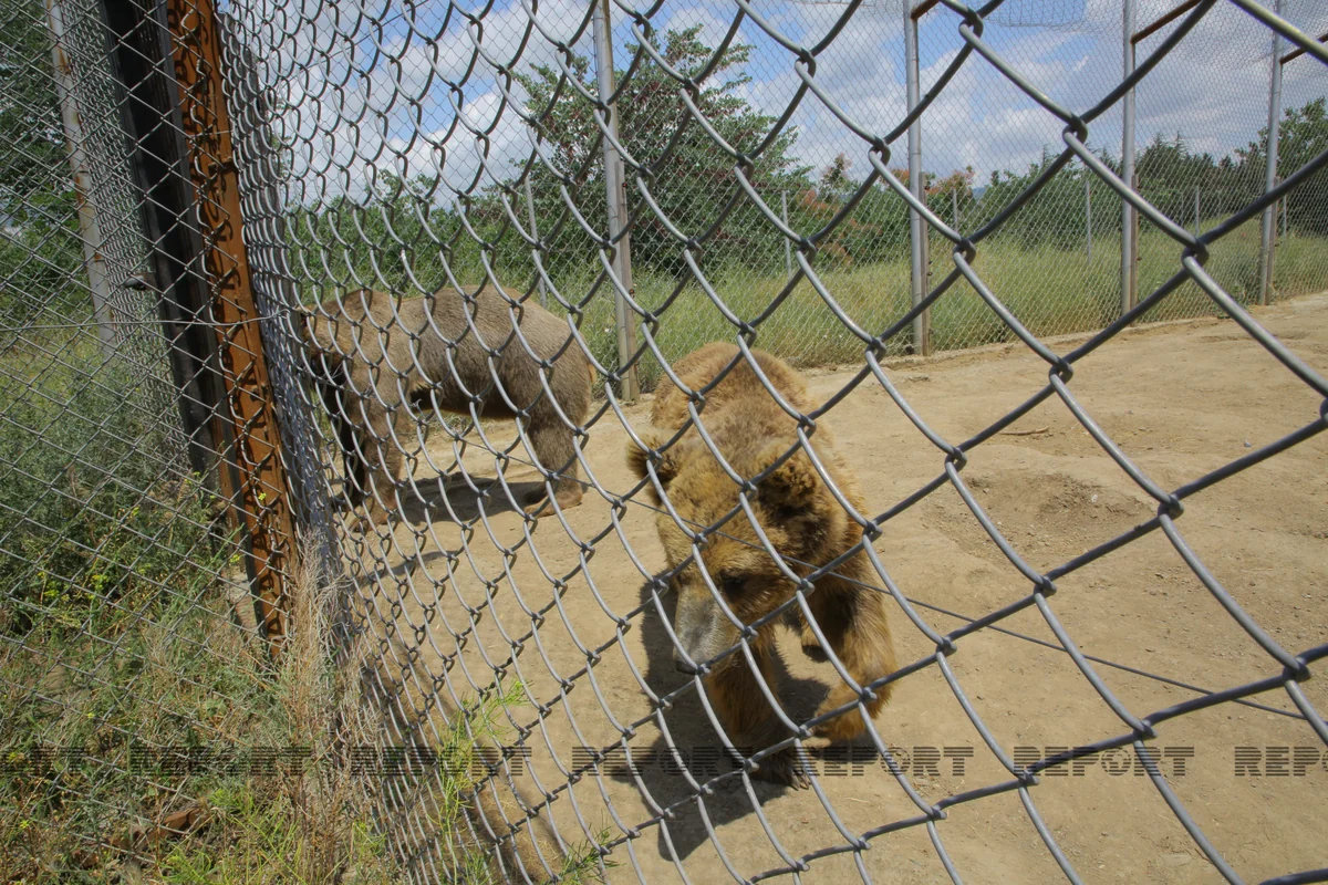 Tbilisi zooparkının sevimli və nəcib sakinləri - Azərbaycanın hədiyyəsi - VİDEOREPORTAJ