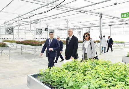 Prezident İlham Əliyev Qubada Meyvəçilik və Çayçılıq Elmi-Tədqiqat İnstitutunun tingçilik müəssisəsi ilə tanış olub - YENİLƏNİB