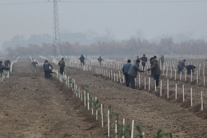 Yevlaxda zərərverici və xəstəliklərə yoluxaraq qurumuş 30 hektar sahədə yeni meşə salınır