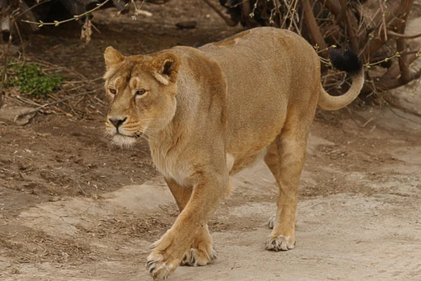 ​Tbilisi zooparkından qaçan pələng Qori ətrafında axtarılır