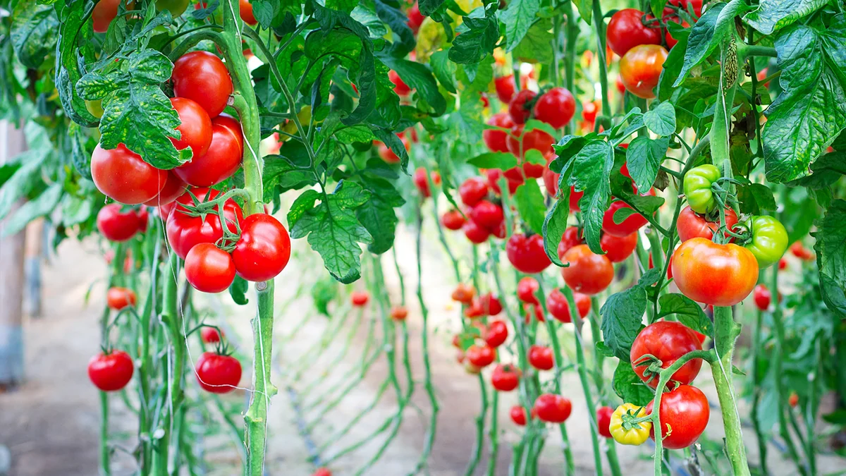 Scientists explore how to improve crop yields - on Mars