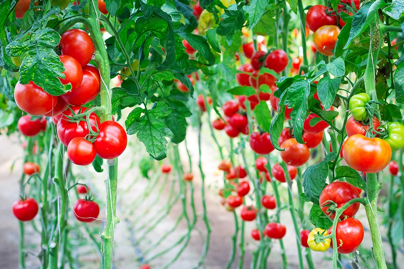 Scientists explore how to improve crop yields - on Mars