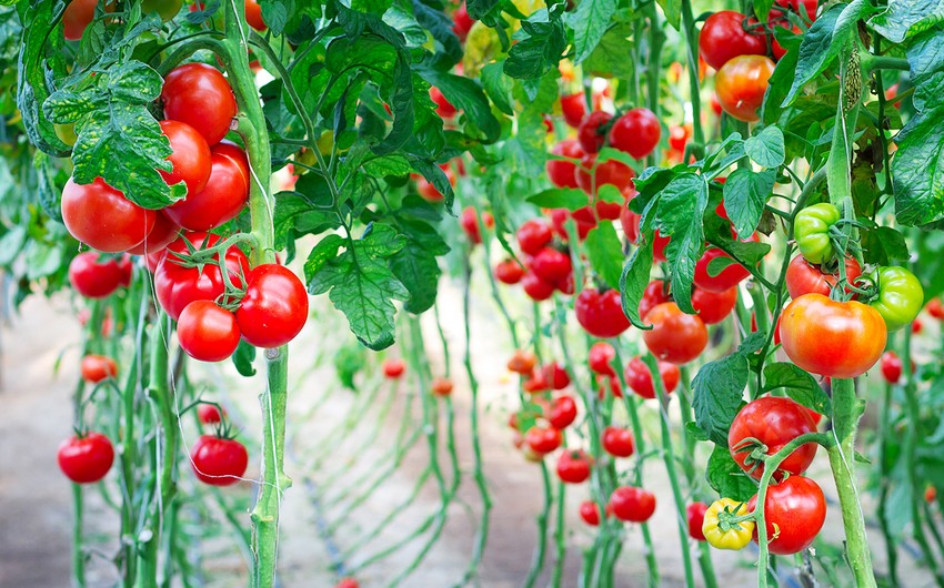 Scientists explore how to improve crop yields - on Mars