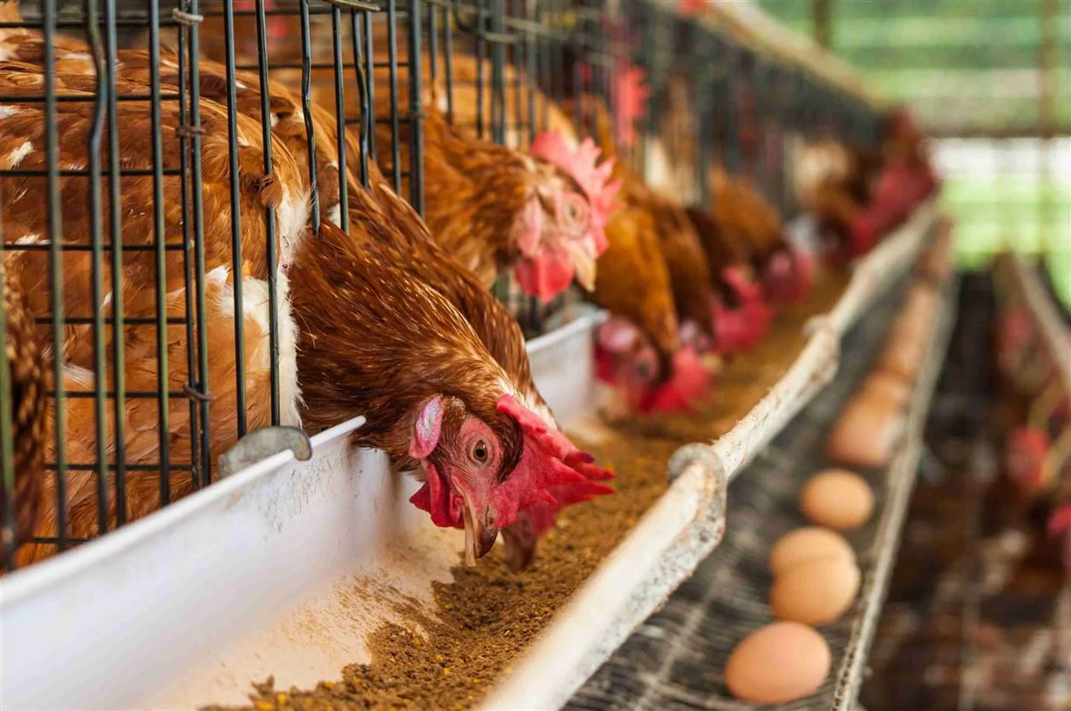 В Дании зафиксировали вспышки птичьего гриппа H5N1