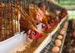 В Дании зафиксировали вспышки птичьего гриппа H5N1