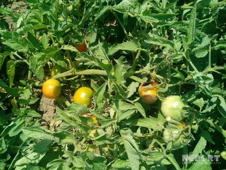 Masallıdakı tərəvəz sahələrində xəstəlik yayılıb