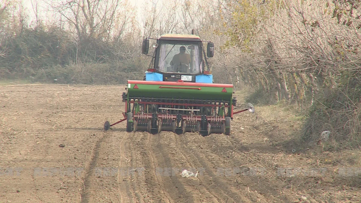 Bərdədə ilk dəfə yeni buğda sortları əkilib