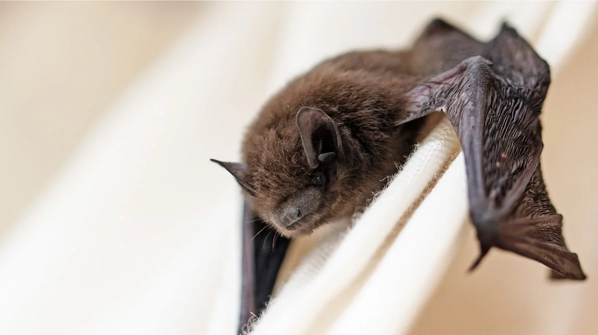 Australian man dies from 'extremely rare' bat bite virus