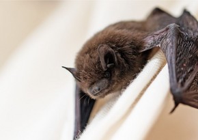 Australian man dies from 'extremely rare' bat bite virus