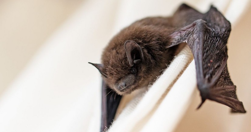 Australian man dies from 'extremely rare' bat bite virus