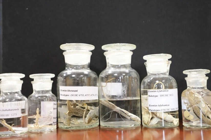 5 new reptile species discovered in Iran